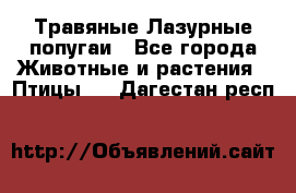 Травяные Лазурные попугаи - Все города Животные и растения » Птицы   . Дагестан респ.